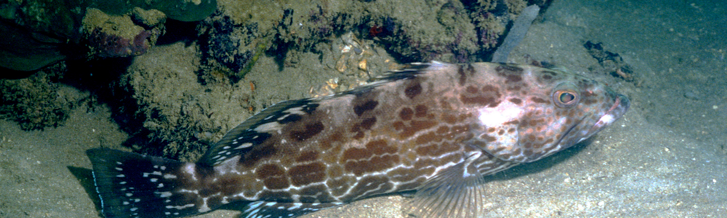 Por que se come peixe na sexta-feira santa?