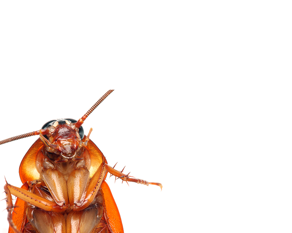 8 perguntas curiosas sobre a barata