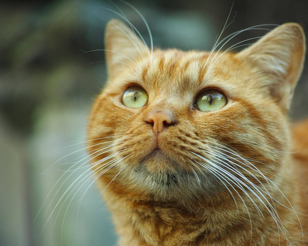 Como acabar com o mau cheiro da caixa de areia de seu gato