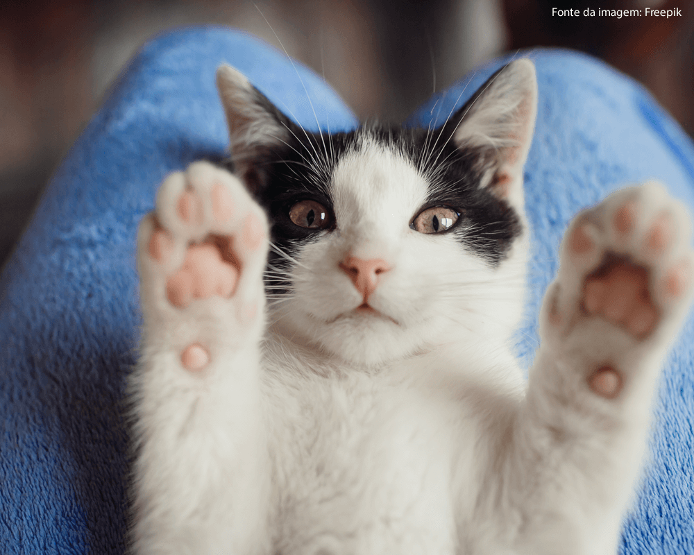 Qual é a idade humana dos gatos?