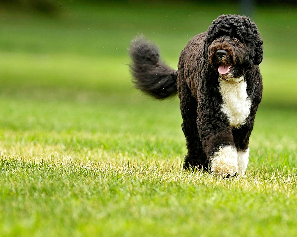 10 melhores cães de caça do mundo