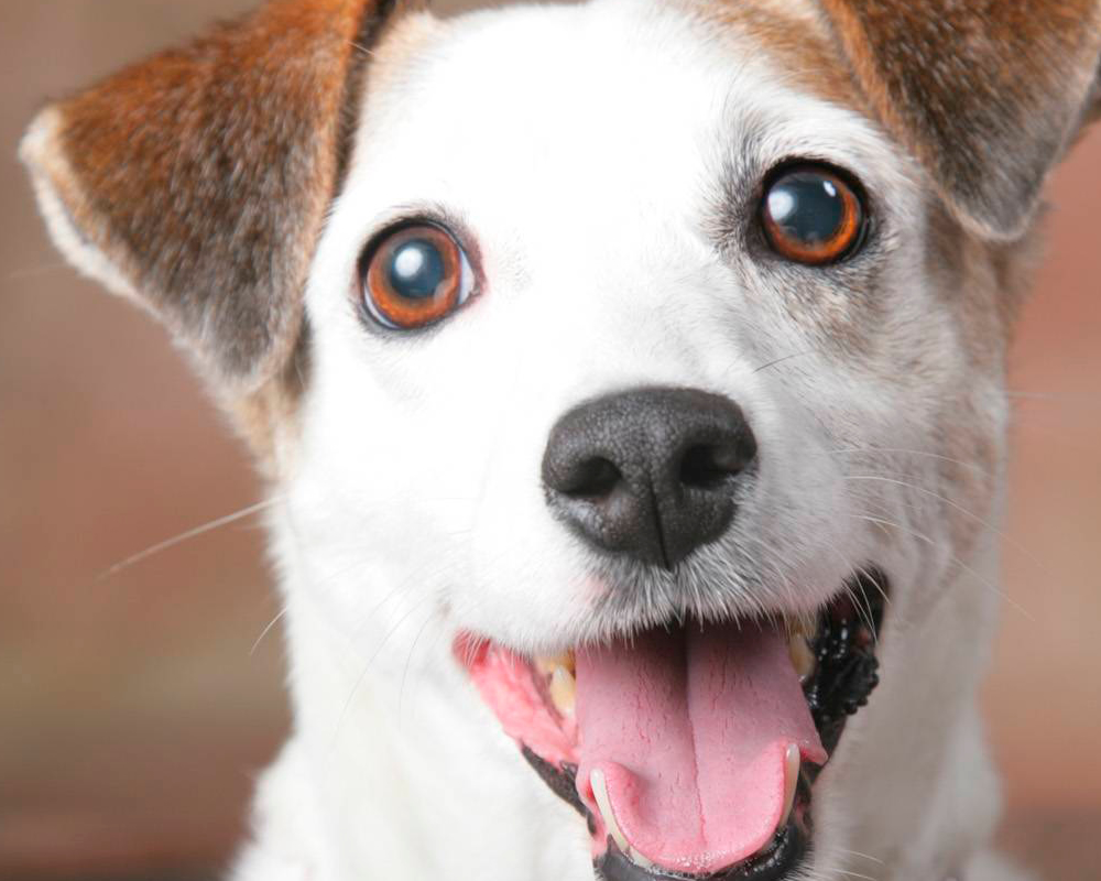 Como calcular a idade verdadeira de um cachorro?