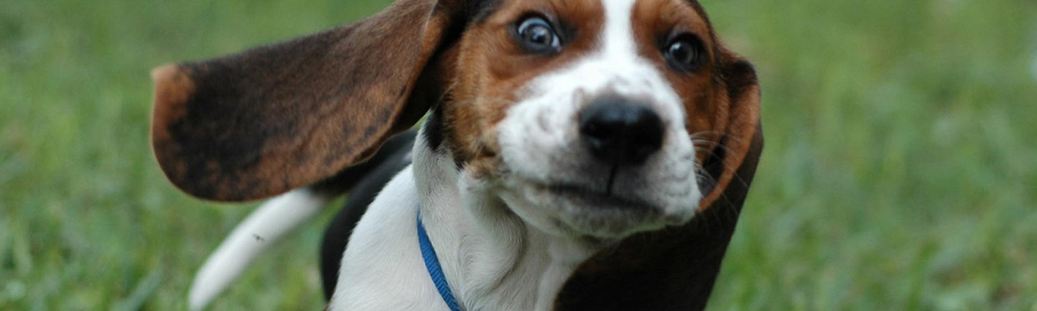 Quais são as raças dos cachorros de desenhos animados e das histórias em quadrinhos?
