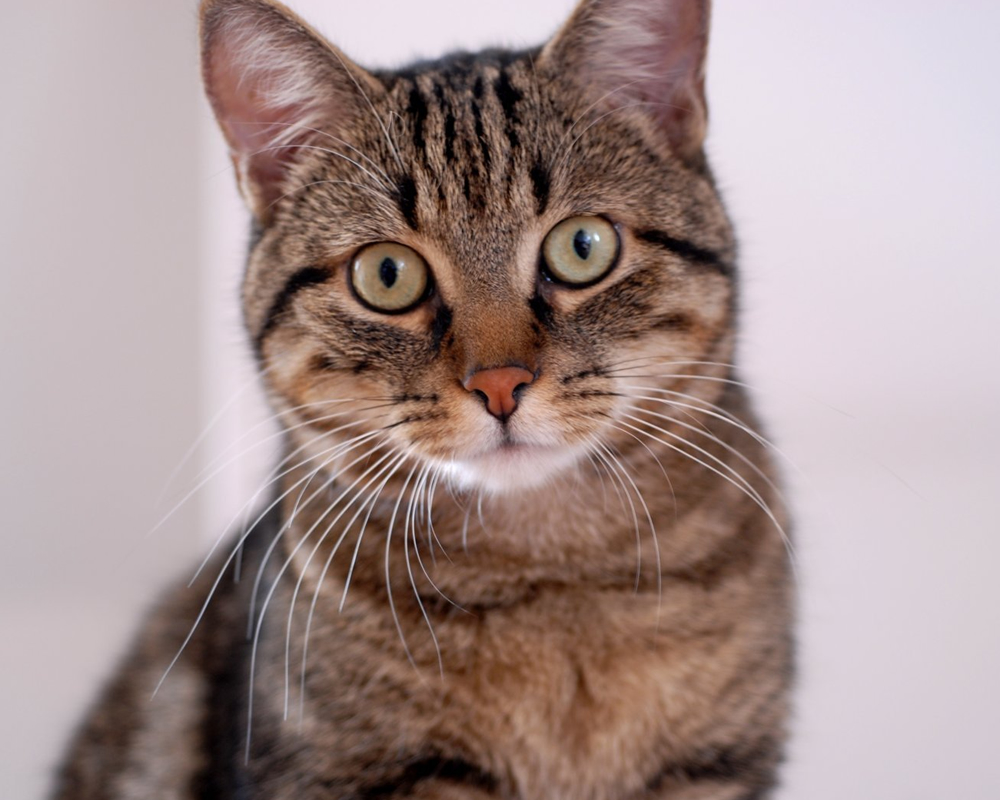 Por que o gato sempre cai em pé?