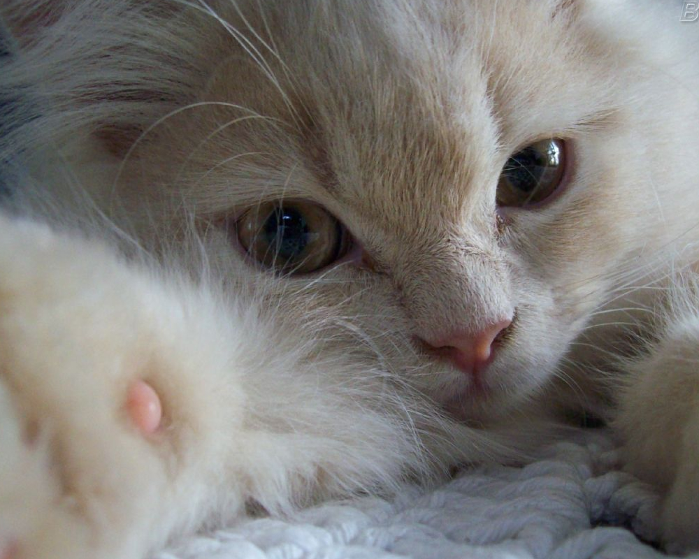 15 curiosidades sobre gatos