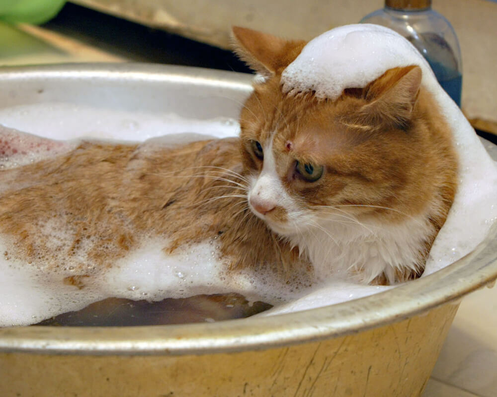 Por que os gatos possuem medo de água?