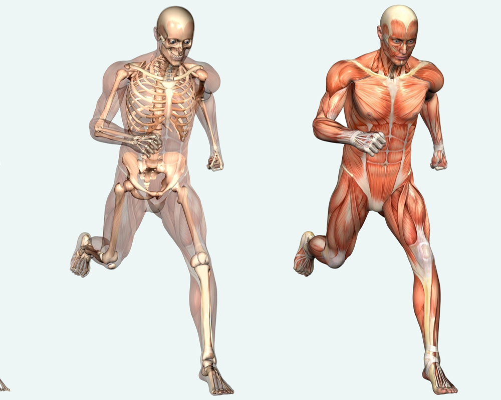 Períodos de decomposição do corpo humano