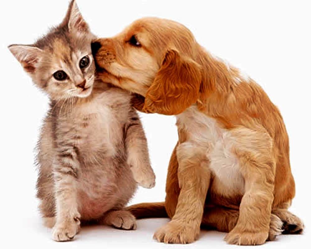 Cães e gatos enxergam só em preto e branco?