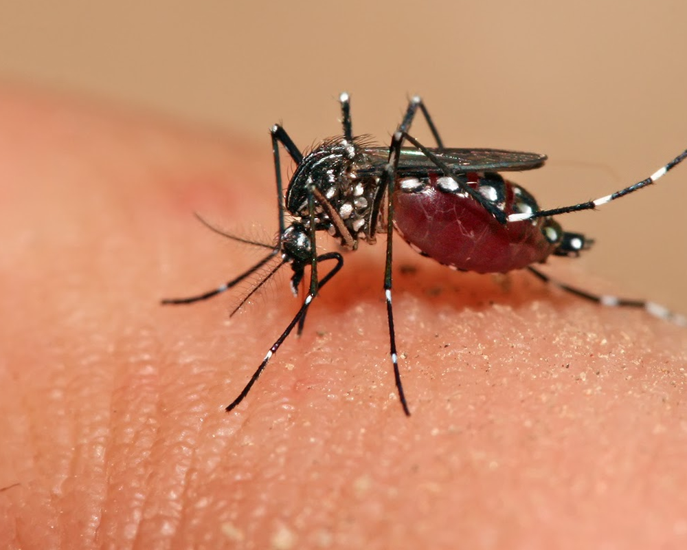 Conheça alguns hábitos do Aedes aegypti