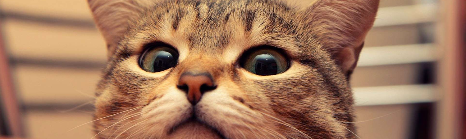 Por que os gatos ronronam?