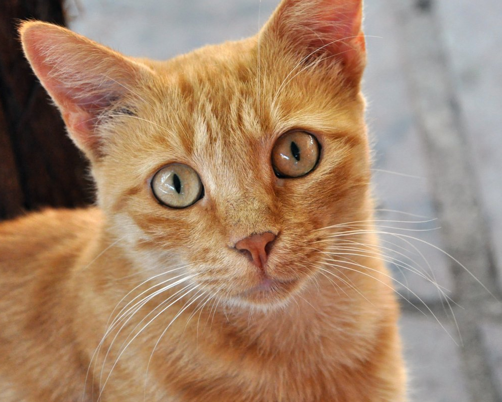 O que significam o movimento da cauda dos gatos?