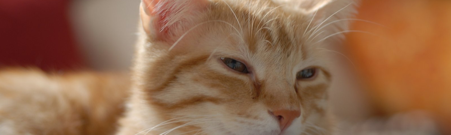 Qual é a forma mais correta de calcular a idade humana de um gato?