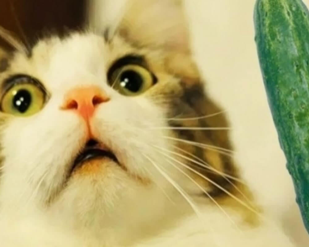 Os gatos possuem medo de pepinos?