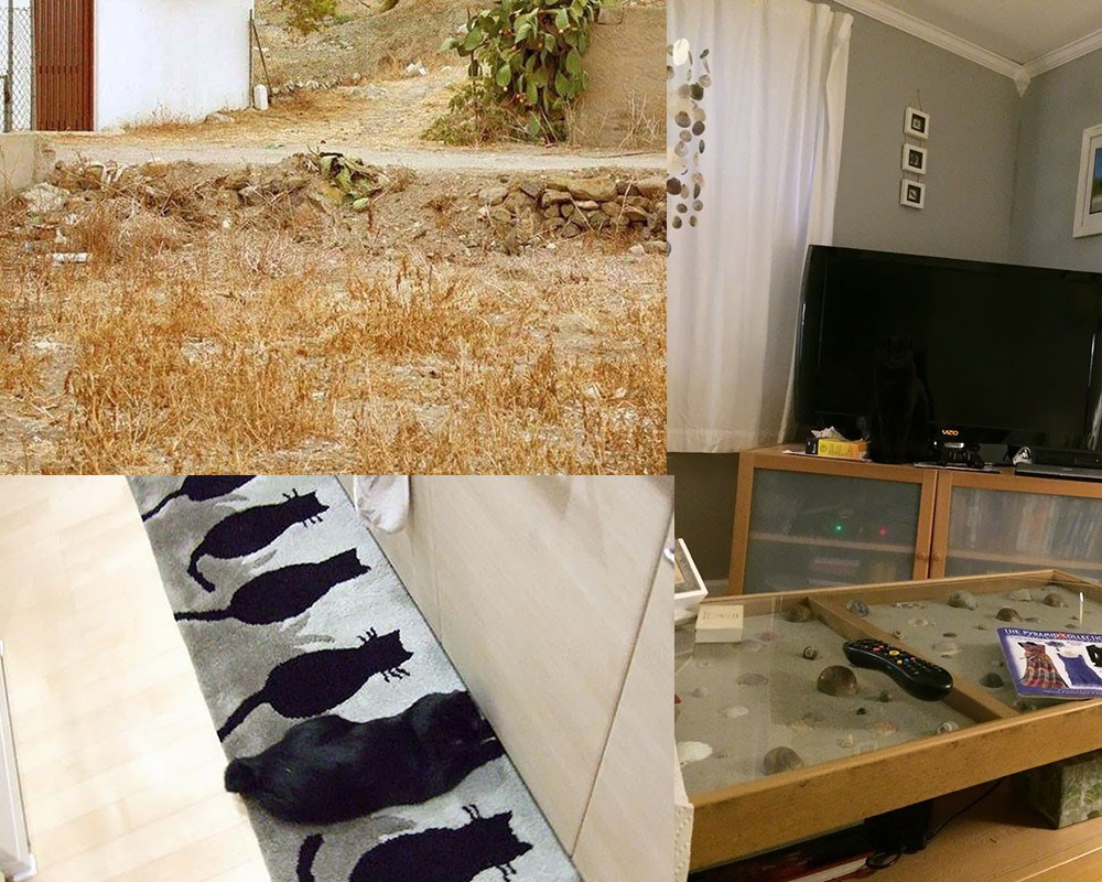 Os gatos campeões na arte de se camuflar