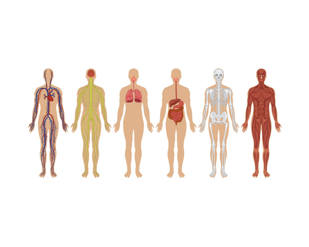 7 curiosidades sobre o Corpo Humano