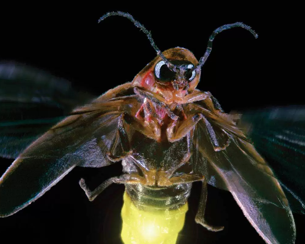 Como o vaga-lume emite luz?